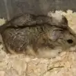 Какви гризачи са болни?