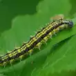 Caterpillar