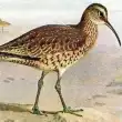 Ескимо кронеп