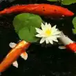 Karp koi