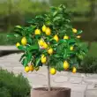 Стая лимон