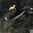 Rhino bird - farmer forest