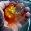 Топ 10 етажа за уплашени златни рибки