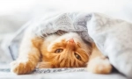 4 Причини, поради които котката се крие под одеялото