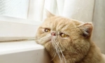 5 Знака, които котката ви страда от скука