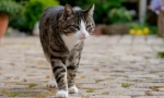 7 Опасности, които чакат домашна котка на улицата