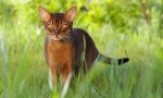 Abyssinian cat (снимка): ум, благодат и любопитство