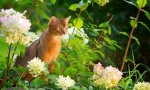 Abyssinian cat (снимка): свещено животно на фараоните в дома ви