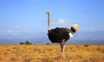 Африкански щраус