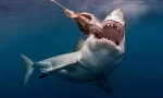Акула с лоша репутация