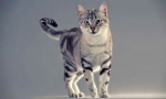 American shorthair cat (снимка): котешки дълъг черния дроб