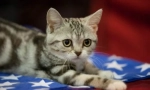 Американски късочен котка