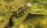 Anaconda - най-голямата змия за модерността