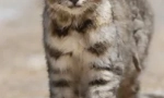 Анда котка - южноамерикански омрежен хищник