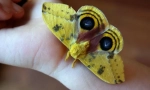 Butterfly io