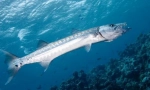 Barracuda