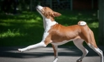 Basenji (снимка): тих ловец, весел и енергичен приятел