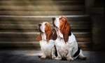 Basset hound (снимка): щастлив ловец и истински хуморист