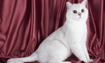 Бяла британски котки