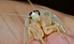 Бели и прозрачни хлебарки