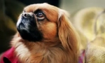 Луд рейтинг: най-глупавите породи кучета