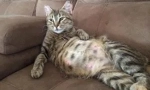 Бълхи в бременна, кърмачка и новородени котенца