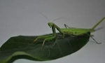 Mantis: описание, възгледи и начин на живот
