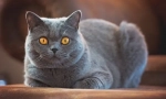 Британски късо котка