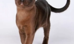 Buman cat (снимка): мускулно закрепване с медни очи