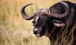 Bulls и buffales eurasia