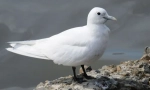Seagull white