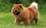 Chow chow