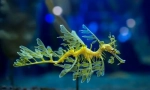От забележителния морски дракон?