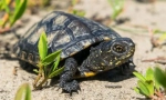 Костенурник marsh european