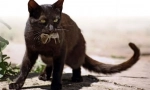 Черна котка
