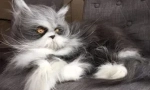 Cat кабини: видове и цел