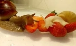 Какви охлюви ядат при спазването на дома си?