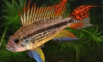 Cichlids - характеристики, съдържание, размножаване