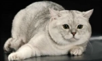 Скотиш-изправен