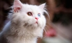 Цвят на котената вълна