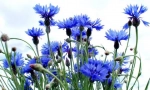 Цвете василек