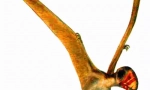 Dorphodon