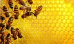 Какви са пчелите мед?