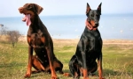 Doberman pinscher (снимка): всичко за характеристиките на собственика на безплодна порода