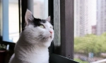 Домашно приготвяне на котка котка