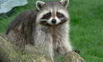 Raccoon