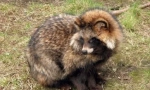 Retal dog: wild и home