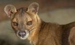 Fossa