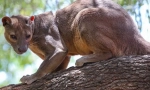 Fossa