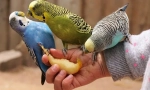 Плодове и зеленчуци за папагал